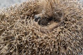 Hedgehog - New Zealand