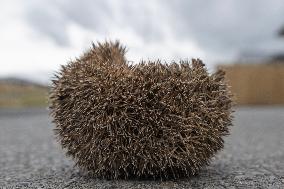 Hedgehog - New Zealand