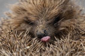 Hedgehog - New Zealand