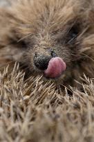 Hedgehog - New Zealand