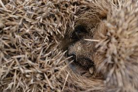 Hedgehog - New Zealand