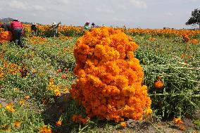 Harvest Cempasuchil Flowers for Day of the Dead Celebrations - Mexico