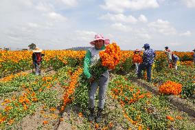 Harvest Cempasuchil Flowers for Day of the Dead Celebrations - Mexico