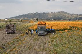 Harvest Cempasuchil Flowers for Day of the Dead Celebrations - Mexico