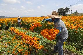 Harvest Cempasuchil Flowers for Day of the Dead Celebrations - Mexico