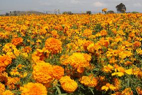 Harvest Cempasuchil Flowers for Day of the Dead Celebrations - Mexico