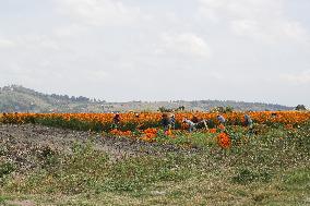 Harvest Cempasuchil Flowers for Day of the Dead Celebrations - Mexico