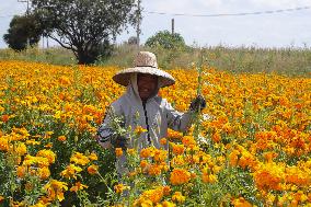 Harvest Cempasuchil Flowers for Day of the Dead Celebrations - Mexico