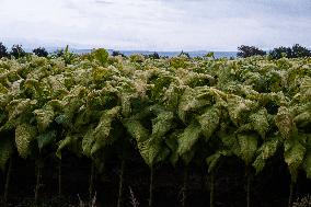 Tobacco Plantations In Umbria, Italy