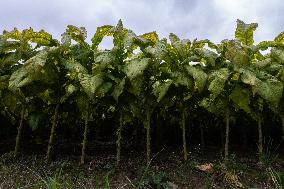 Tobacco Plantations In Umbria, Italy