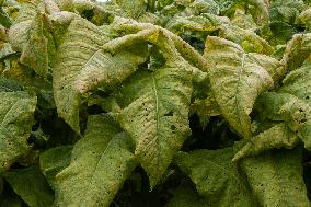 Tobacco Plantations In Umbria, Italy