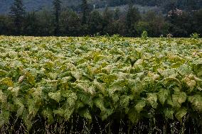 Tobacco Plantations In Umbria, Italy