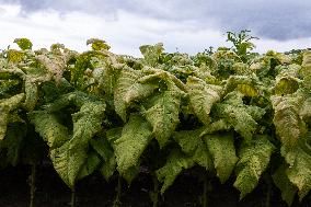 Tobacco Plantations In Umbria, Italy