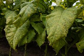 Tobacco Plantations In Umbria, Italy