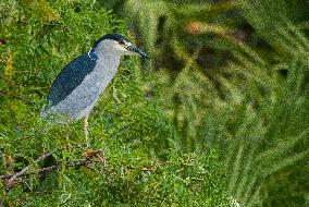 Black Crowned Night Heron