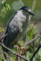 Black Crowned Night Heron