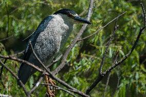 Black Crowned Night Heron