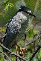 Black Crowned Night Heron