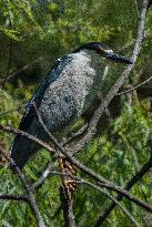 Black Crowned Night Heron