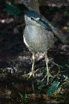 Black Crowned Night Heron