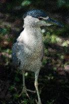 Black Crowned Night Heron