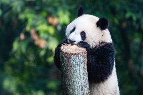 Chongqing Zoo Giant Pandas