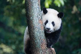 Chongqing Zoo Giant Pandas