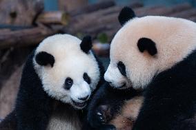 Chongqing Zoo Giant Pandas