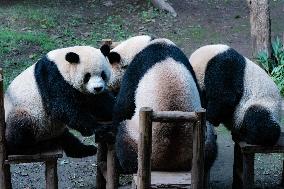 Chongqing Zoo Giant Pandas