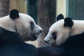 Chongqing Zoo Giant Pandas