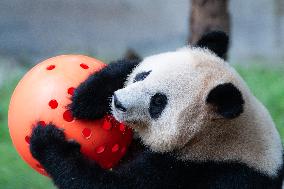 Chongqing Zoo Giant Pandas