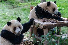 Chongqing Zoo Giant Pandas