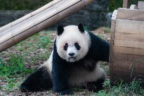 Chongqing Zoo Giant Pandas