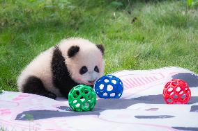 Chongqing Zoo Giant Pandas