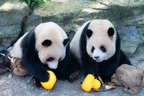 Chongqing Zoo Giant Pandas