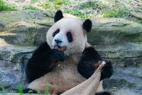 Chongqing Zoo Giant Pandas