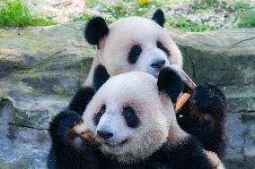 Chongqing Zoo Giant Pandas