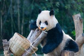 Chongqing Zoo Giant Pandas