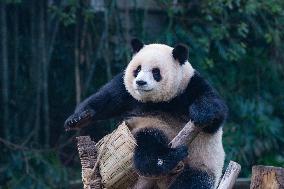 Chongqing Zoo Giant Pandas