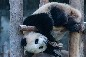 Chongqing Zoo Giant Pandas