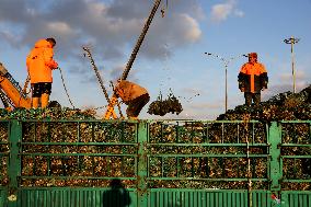 Oyster Farming in Lianyungang