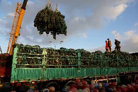 Oyster Farming in Lianyungang