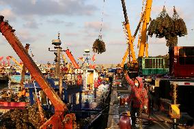 Oyster Farming in Lianyungang