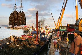 Oyster Farming in Lianyungang