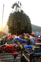 Oyster Farming in Lianyungang