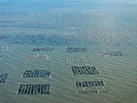 Oyster Farming in Lianyungang