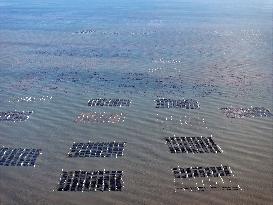 Oyster Farming in Lianyungang