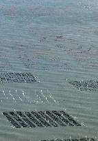 Oyster Farming in Lianyungang