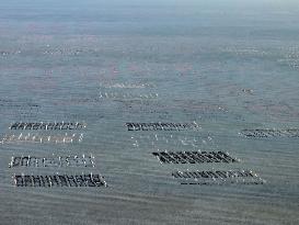 Oyster Farming in Lianyungang