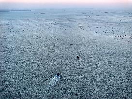 Oyster Farming in Lianyungang